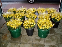 De N-VA bloemen